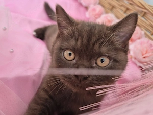 Pui British Shorthair chocolate 2 motănei, Felix și Flynn  Timișoara - imagine 5