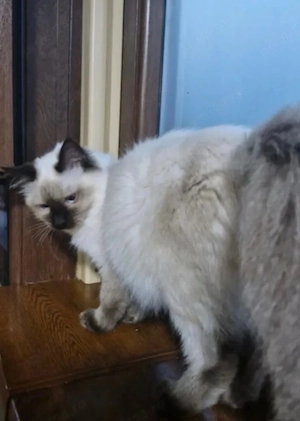 Fetiță Ragdoll - imagine 2