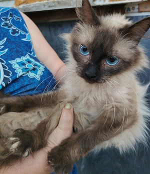 Fetiță Ragdoll - imagine 3