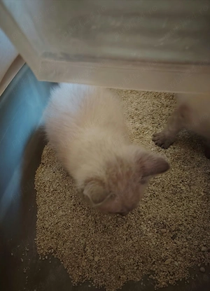 Fetițe și băieți Ragdoll - imagine 5