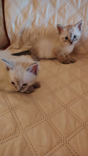 Fetițe și băieți Ragdoll - imagine 4