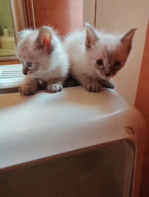 Fetițe și băieți Ragdoll - imagine 2