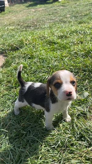 Pui Beagle
