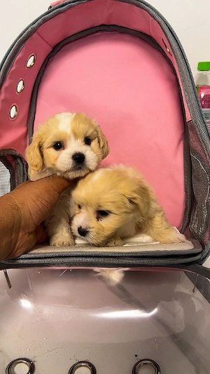 Maltipoo mini toy apricot  - imagine 2