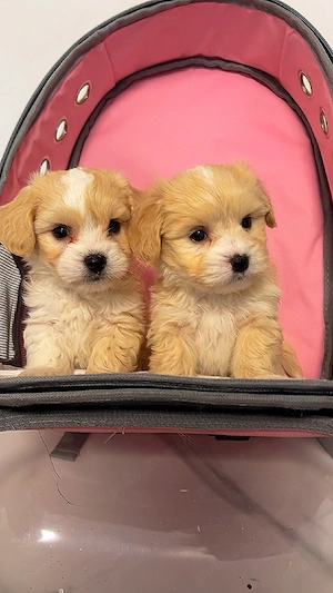 Maltipoo mini toy apricot 