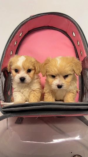 Maltipoo mini toy apricot  - imagine 4