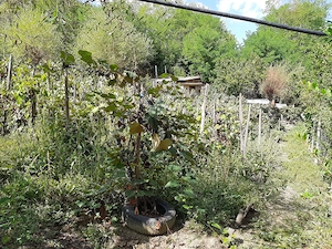 Casa bătrânească de vânzare Viisoara - imagine 7