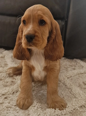 Cocker spaniel - imagine 2