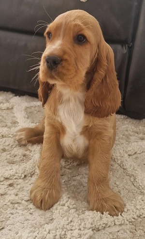 Cocker spaniel - imagine 3