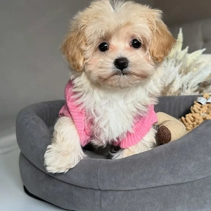 pui Maltipoo mini toy  - imagine 2