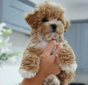 Maltipoo mini toy apricot deschis 