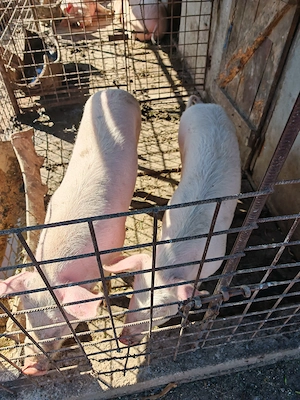 Vând porc tânăr 