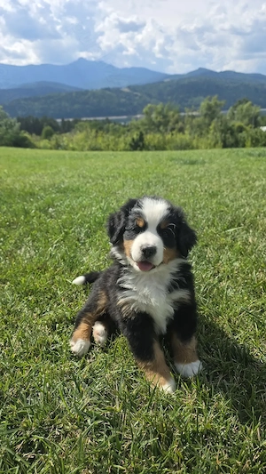 Ciobanesc de Berna, Bernese mountain dog, Bernadez