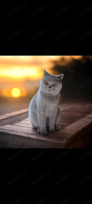 Motan british shorthair 