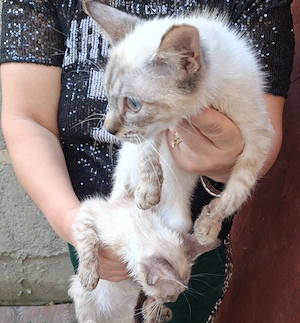 Fetițe și băieți Ragdoll  - imagine 5