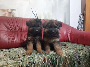 Pui de ciobanesc german , parinti cu pedigree