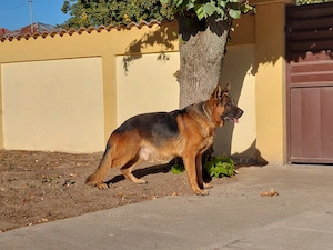 Pui de ciobanesc german, parinti cu pedigree