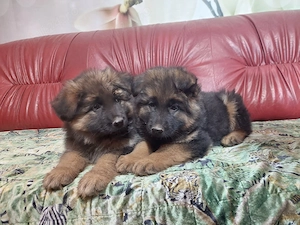 Pui de ciobanesc german, parinti cu pedigree - imagine 4