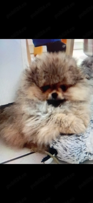 Cățel pomeranian 