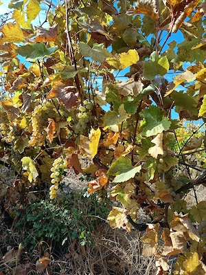 Struguri de vin 