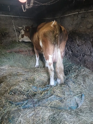 Vacă pentru abator 