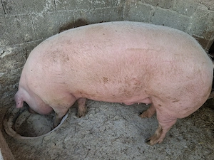 Porc de vânzare  - imagine 2
