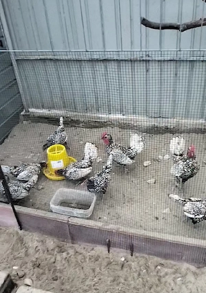 gaini sebright argintiu și auriu 