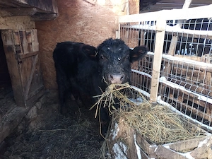 Vind taur rasa Black Angus - imagine 2