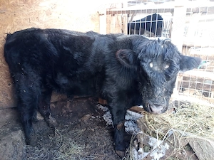 Vind taur rasa Black Angus