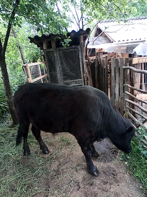 Vind taur rasa Black Angus - imagine 3