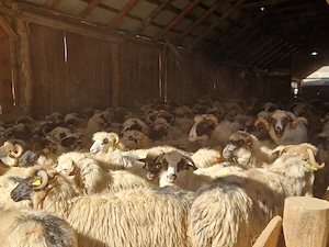 Vând turmă de oi 