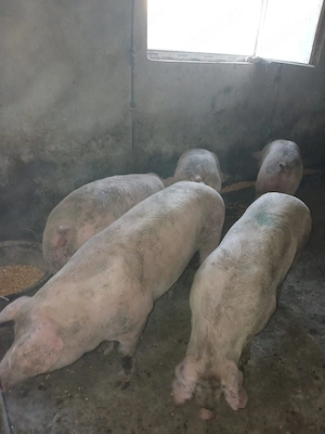 Vând porci de carne  - imagine 3