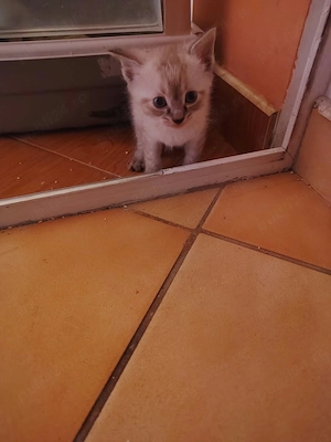 Fetițe și băieți Ragdoll  - imagine 3
