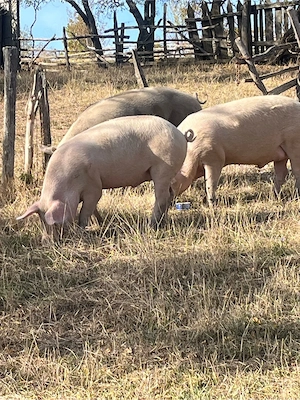 vand porci crescuti bio