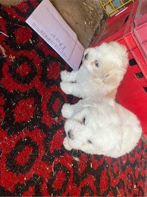 Cateleusi bichon - imagine 4