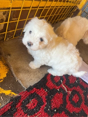 Cateleusi bichon - imagine 5
