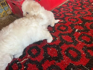 Cateleusi bichon - imagine 2