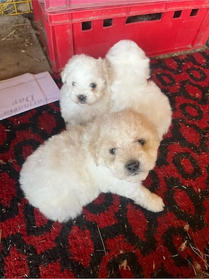 Cateleusi bichon - imagine 3