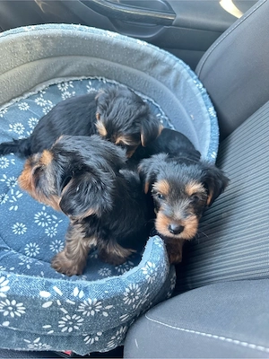 Vând puii Yorkshire Terrier! - imagine 4