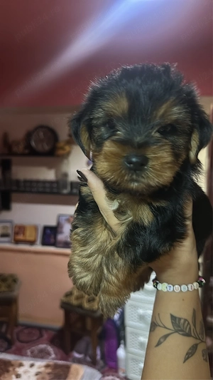 Vând puii Yorkshire Terrier! - imagine 5