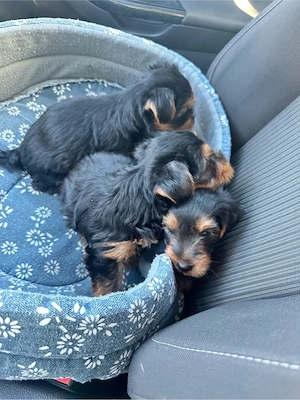 Vând puii Yorkshire Terrier! - imagine 3