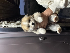 Catelus Akita Inu Japonez 