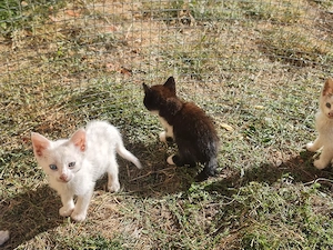 donez   ofer spre adoptie pui de pisica