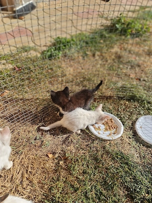 donez   ofer spre adoptie pui de pisica - imagine 4