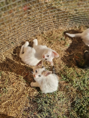 donez   ofer spre adoptie pui de pisica - imagine 2