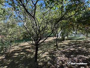 Vila in Faget, zona Vila Tusa, 400 mp, 2412 mp teren - imagine 2