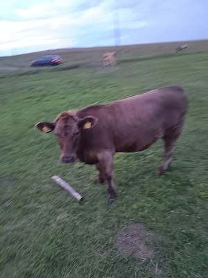 junica angus