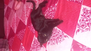 Pisicuta neagra adoptie  - imagine 4