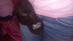 Pisicuta neagra adoptie 