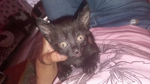 Pisicuta neagra adoptie  - imagine 2